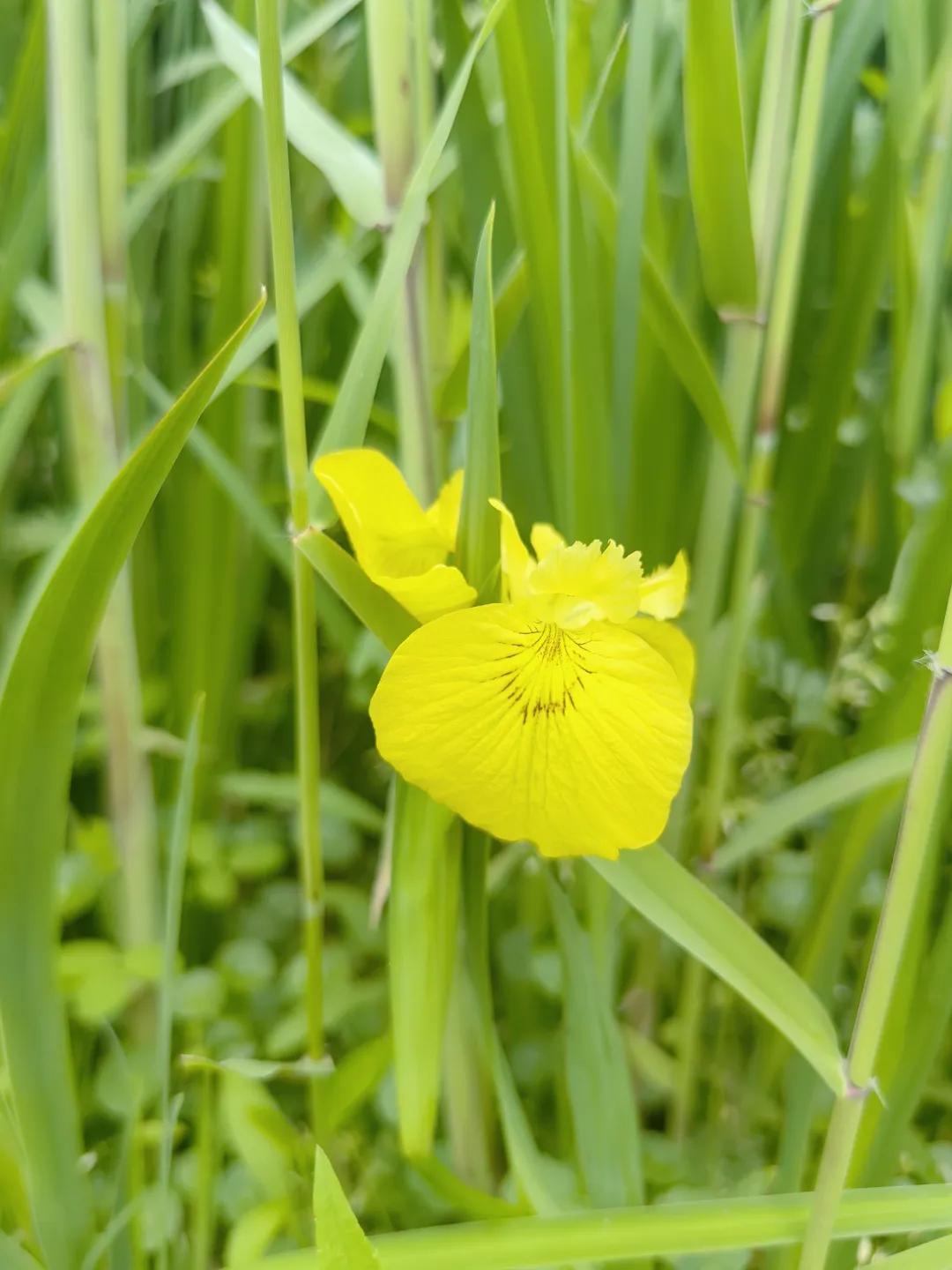 大暑节气诗词10首，在诗词里，觅一处清凉！
