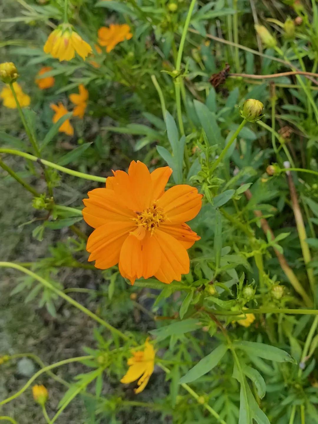大暑节气诗词10首，在诗词里，觅一处清凉！