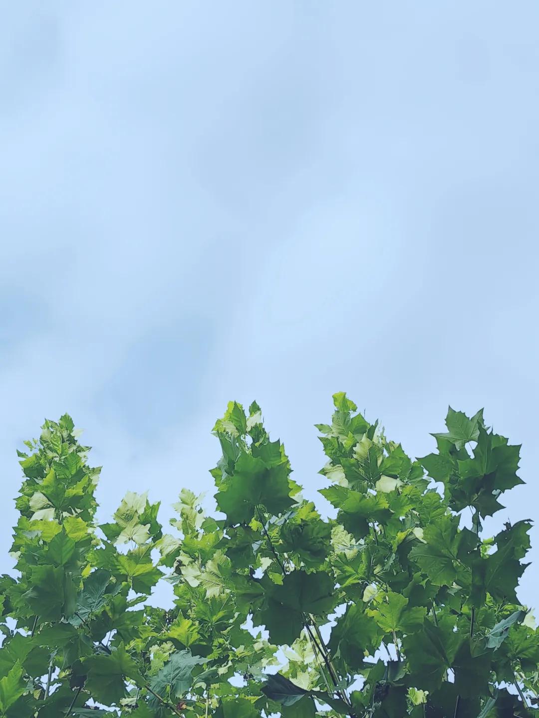 大暑节气诗词10首，在诗词里，觅一处清凉！