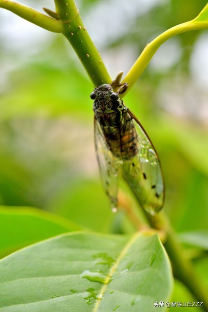 蝉古诗（原文、译文及赏析）