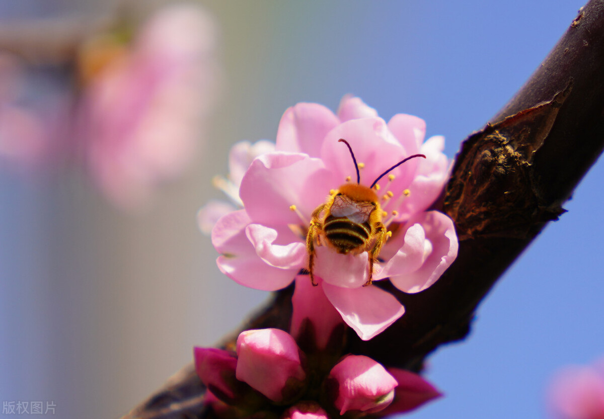立春吉祥句子20句，不负春光，不负自己