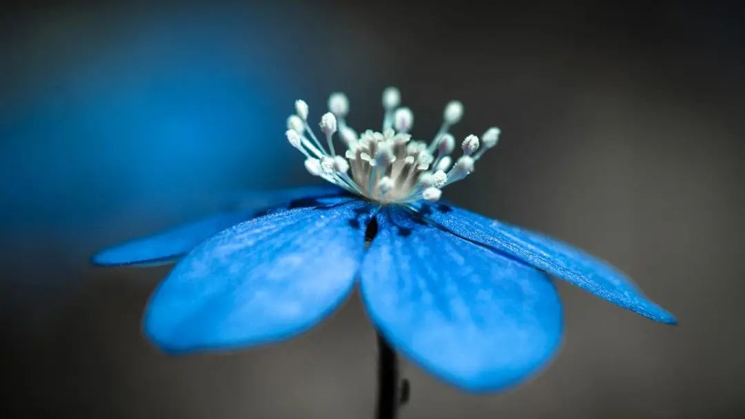 生日短句霸气24句，生日是最美的旋律