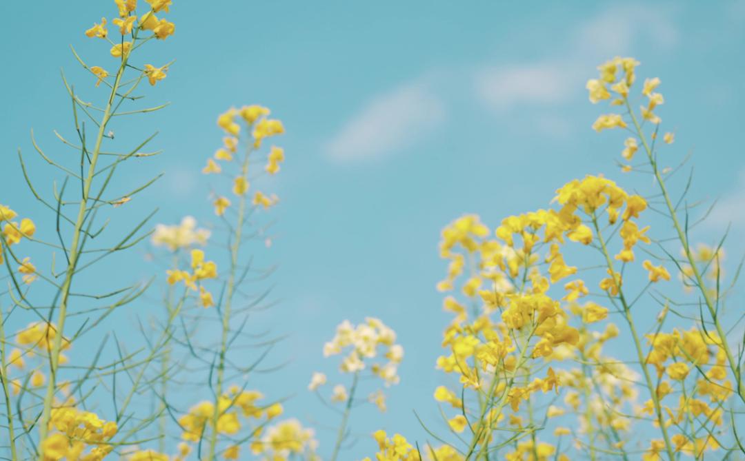 春分的小诗15首，带你赏尽美好春光