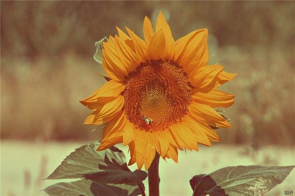 四月的句子20句，精辟至极，穿透人心