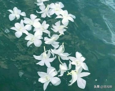 520表白浪漫的句子15句，祝你爱情甜如蜜