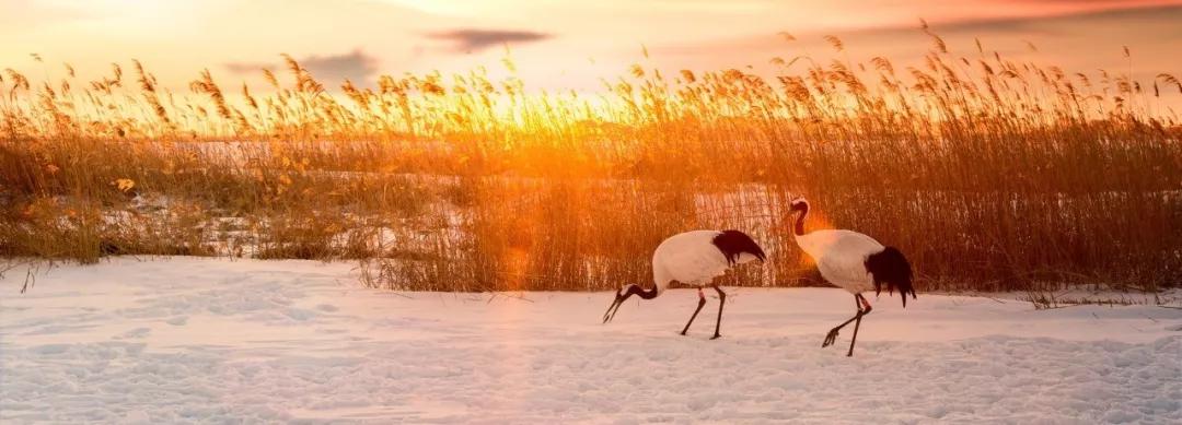 咏雪8首，经典咏雪诗的风骨与温情