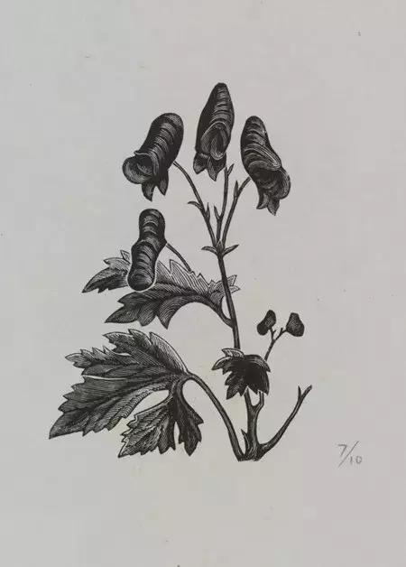 咏菊50首，优雅美艳，赏心悦目!