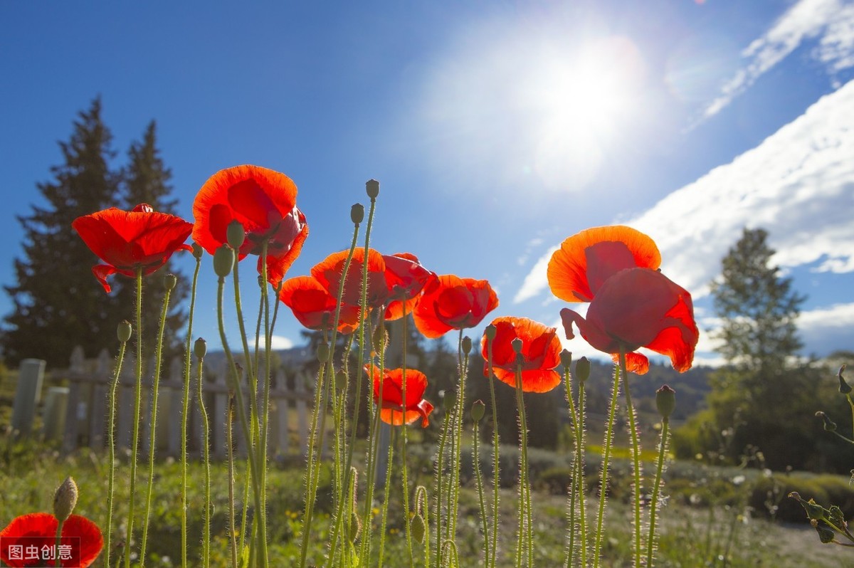 陈与义诗词10首，语意超绝，别具风格