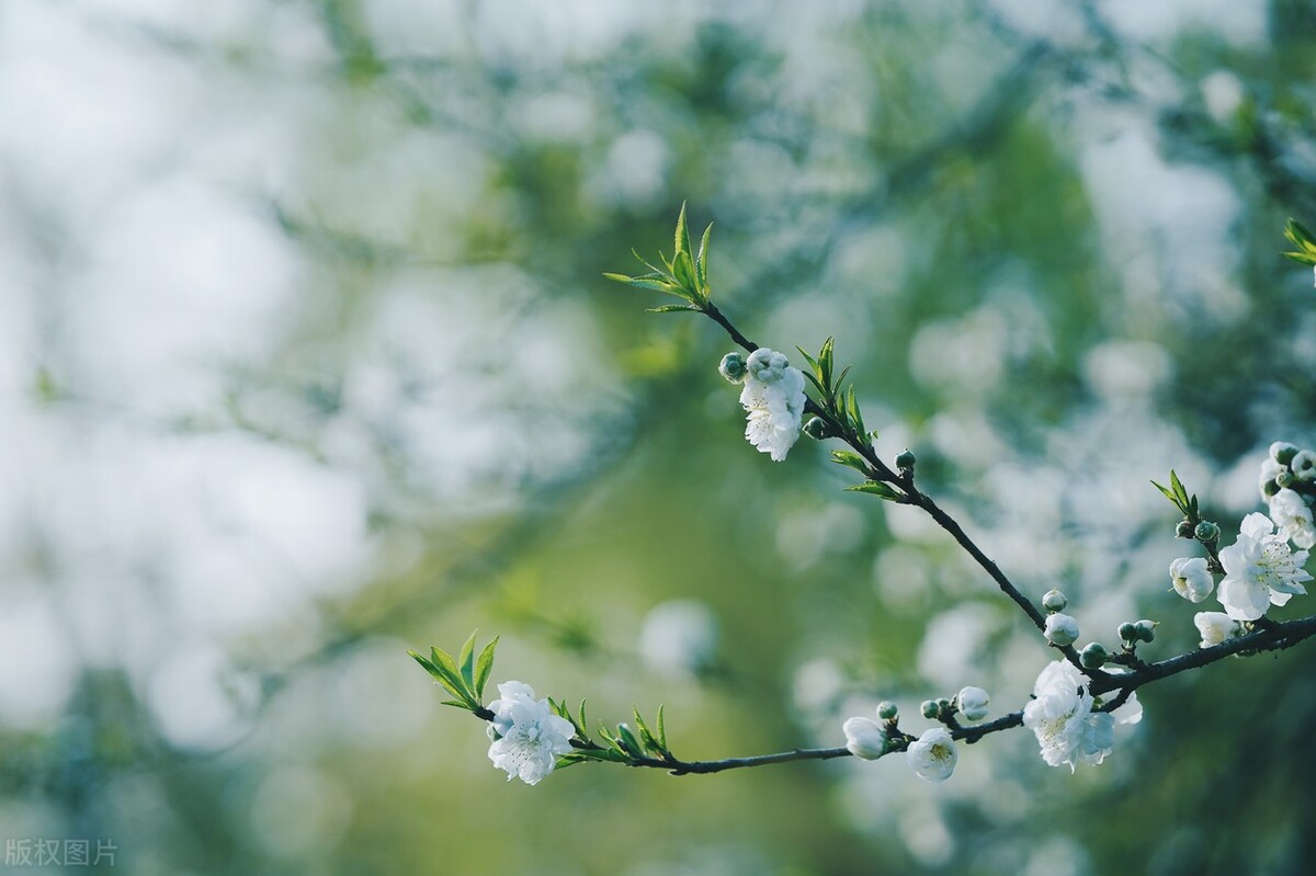 踏青的说说心情的句子30句，春日游，春花吹满头