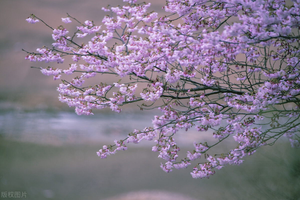 踏青的说说心情的句子30句，春日游，春花吹满头