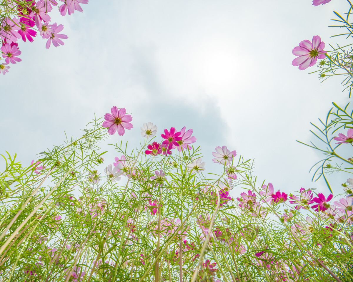 踏青的说说心情的句子30句，春日游，春花吹满头