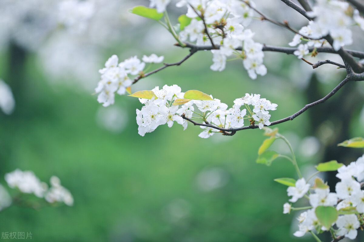踏青的说说心情的句子30句，春日游，春花吹满头