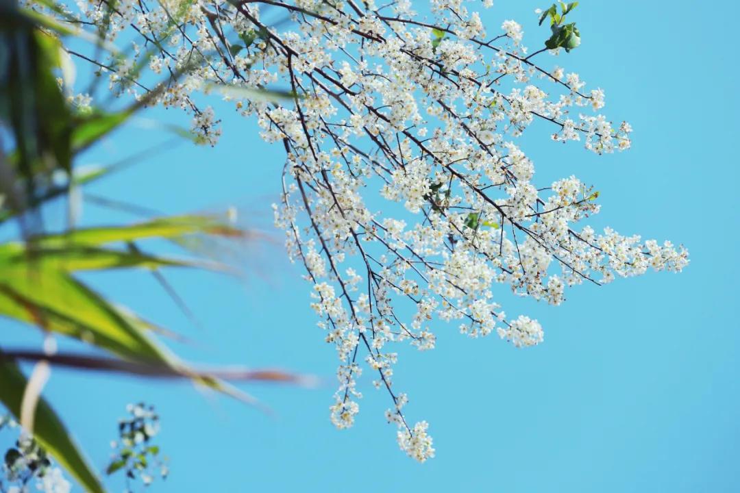 纳兰容若经典的20首诗词，一定要读一次