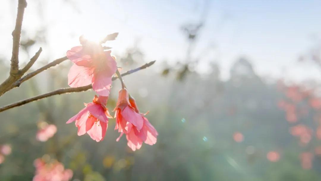 纳兰容若经典的20首诗词，一定要读一次