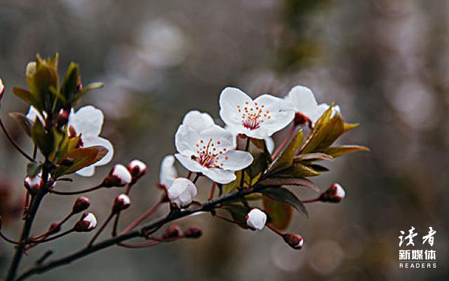 鲁迅朝花夕拾名句8句，一边怀想，一边遗忘!