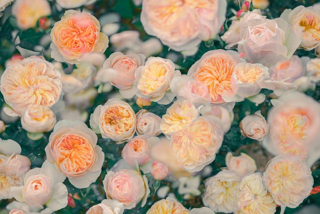 美到窒息的神仙句子16句，岁月作诗，星河为画