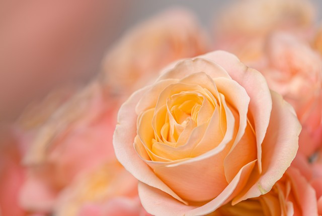 美到窒息的神仙句子16句，岁月作诗，星河为画