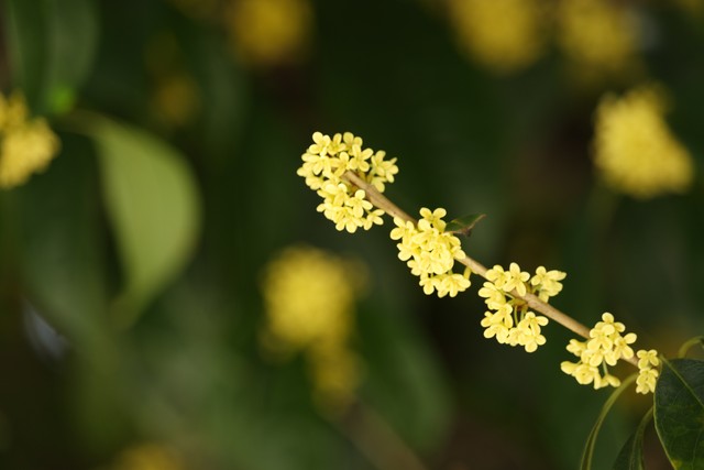 美到窒息的神仙句子16句，岁月作诗，星河为画