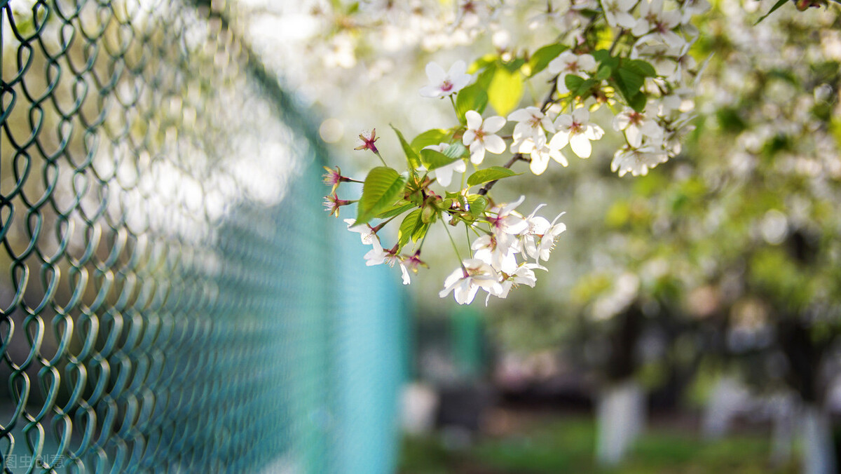 德才兼备的意思，什么是德？什么是才？
