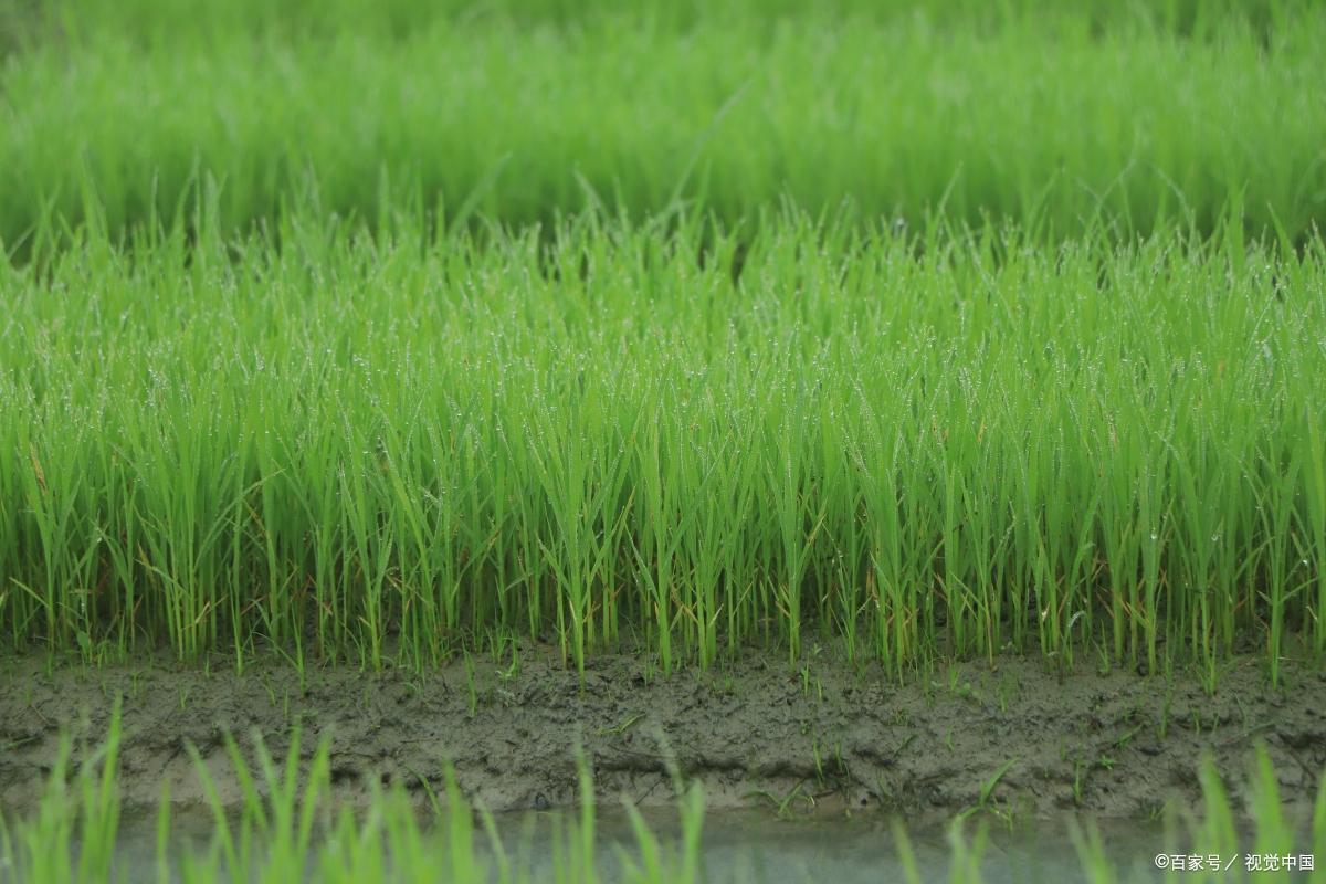 关于小满的唯美诗句9首，欲满不满，真的刚刚好