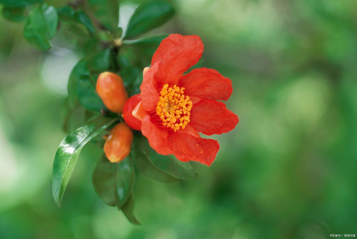 关于小满的唯美诗句9首，欲满不满，真的刚刚好