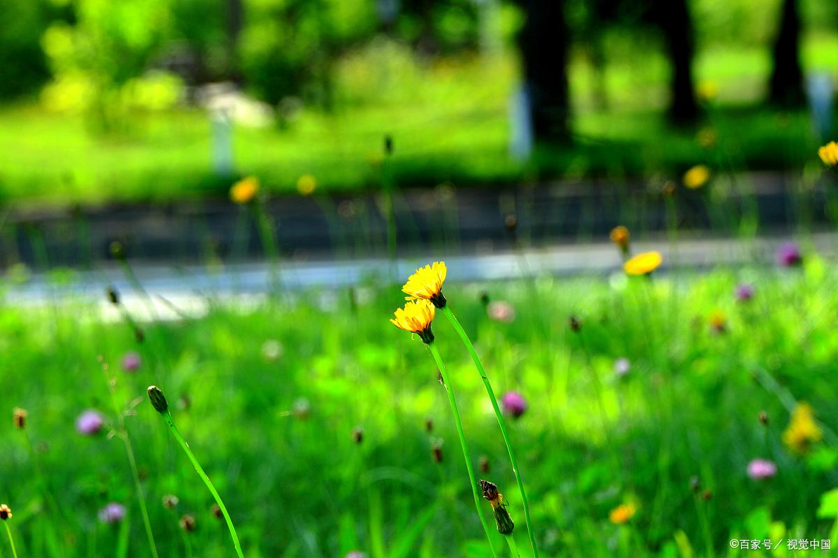 关于小满的唯美诗句9首，欲满不满，真的刚刚好