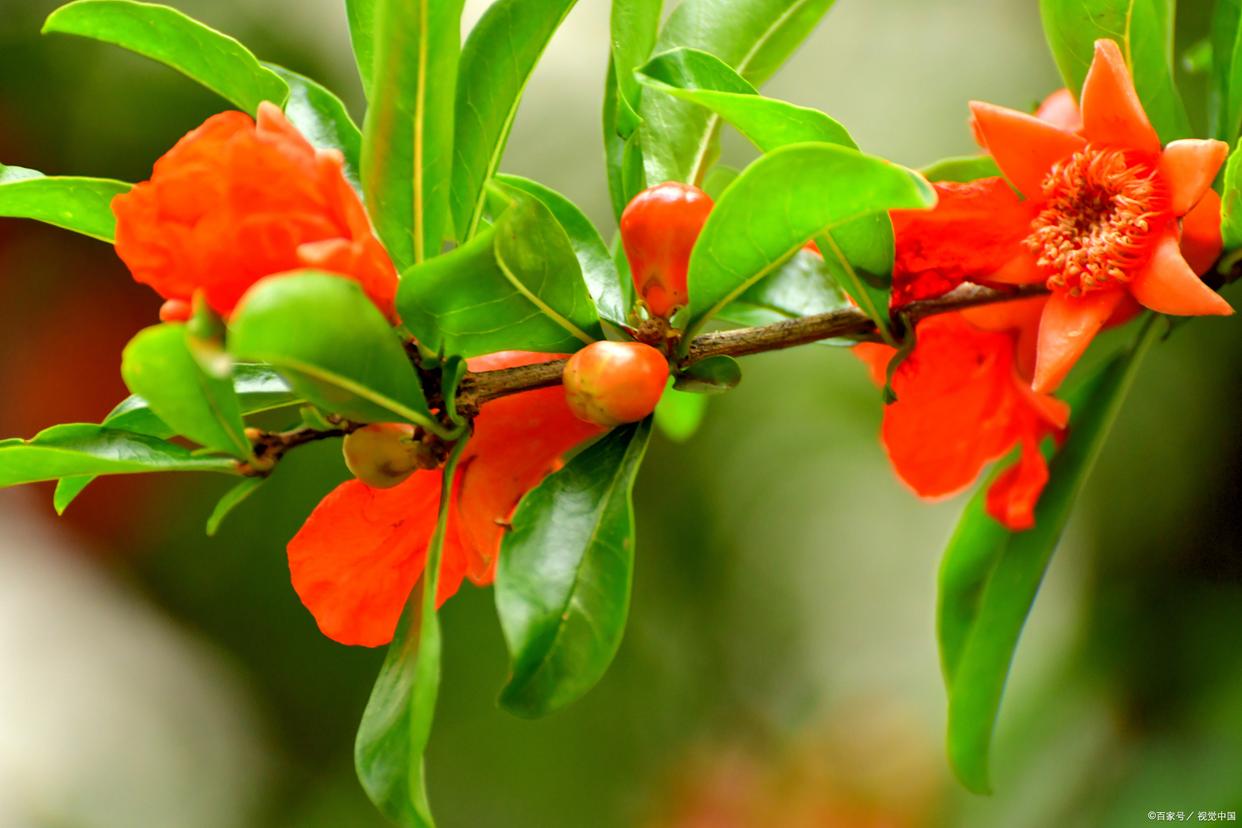 关于小满的唯美诗句9首，欲满不满，真的刚刚好