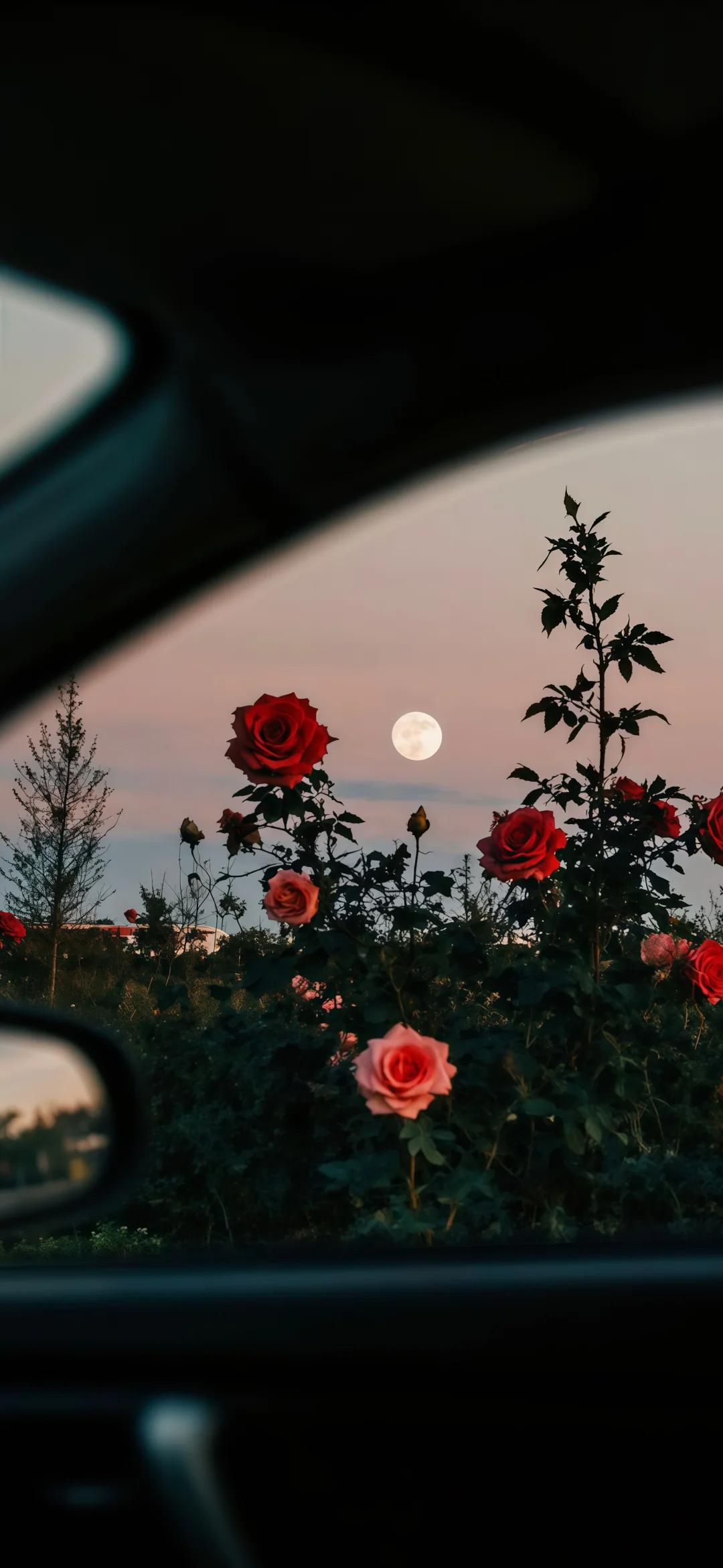 含蓄的表白文案10句，深情又浪漫