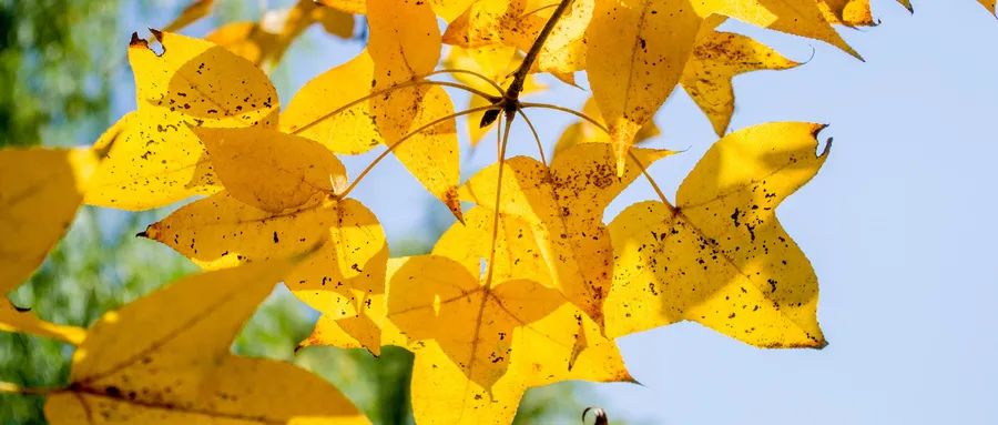古诗秋思6首，唯美了整个秋天