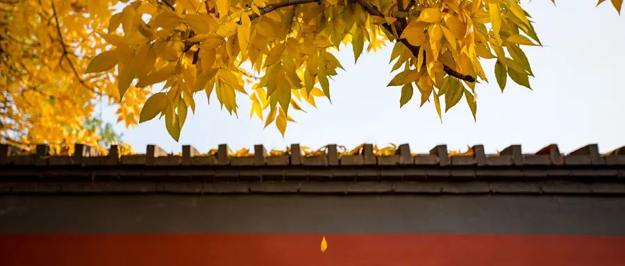 古诗秋思6首，唯美了整个秋天