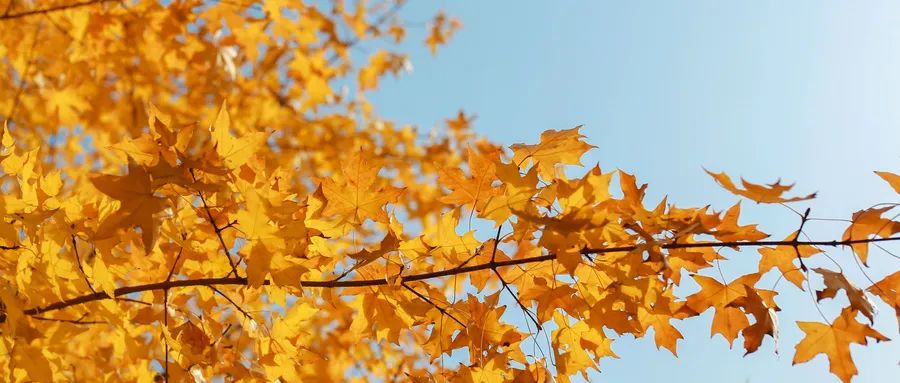 古诗秋思6首，唯美了整个秋天