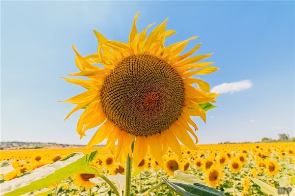 心情不好的句子26句，说多了都是眼泪