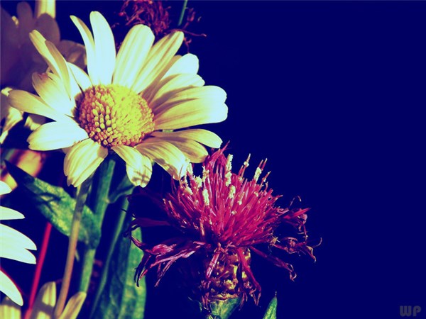 心情不好的句子26句，说多了都是眼泪