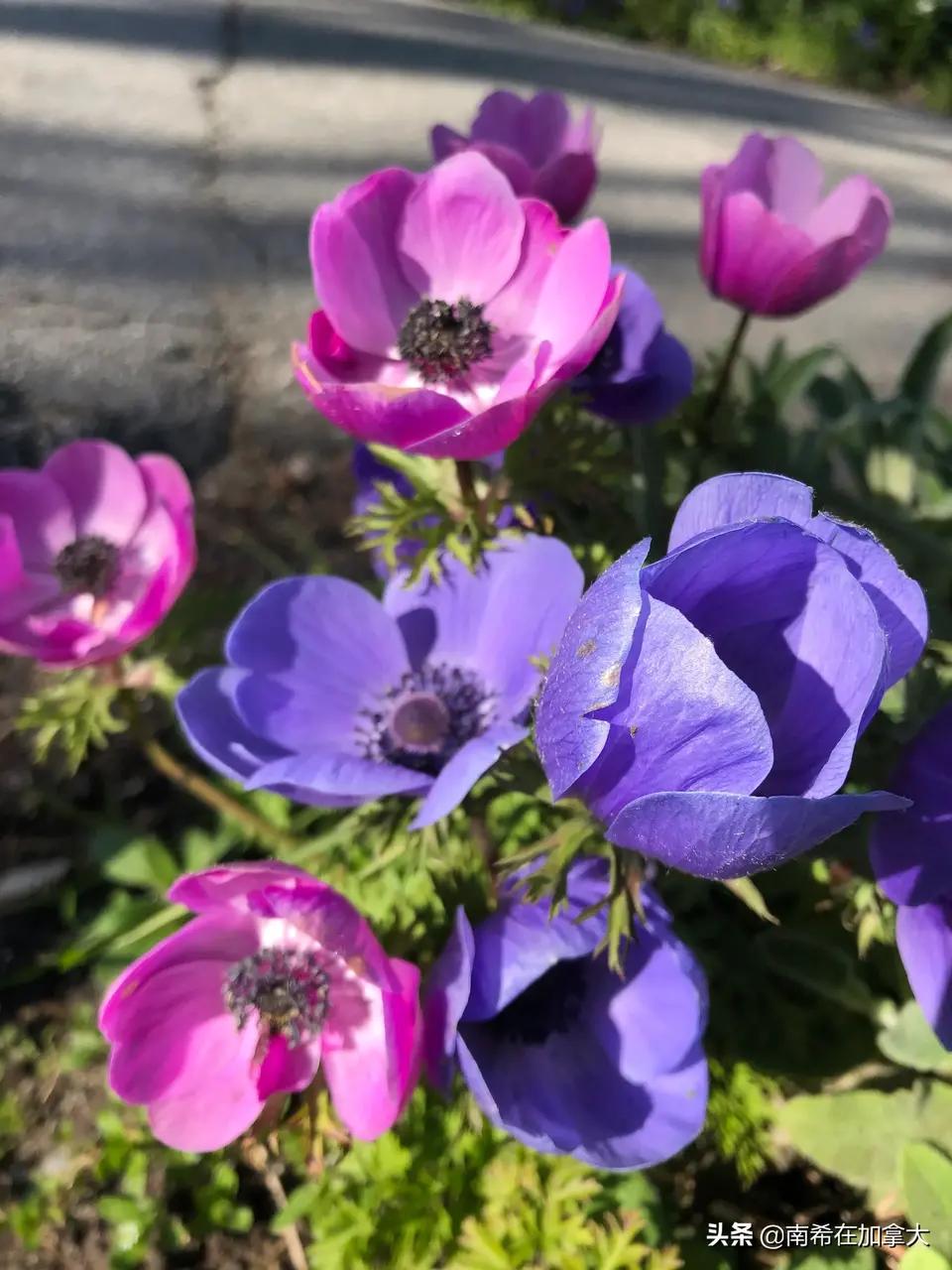 泰戈尔生如夏花（全文欣赏）