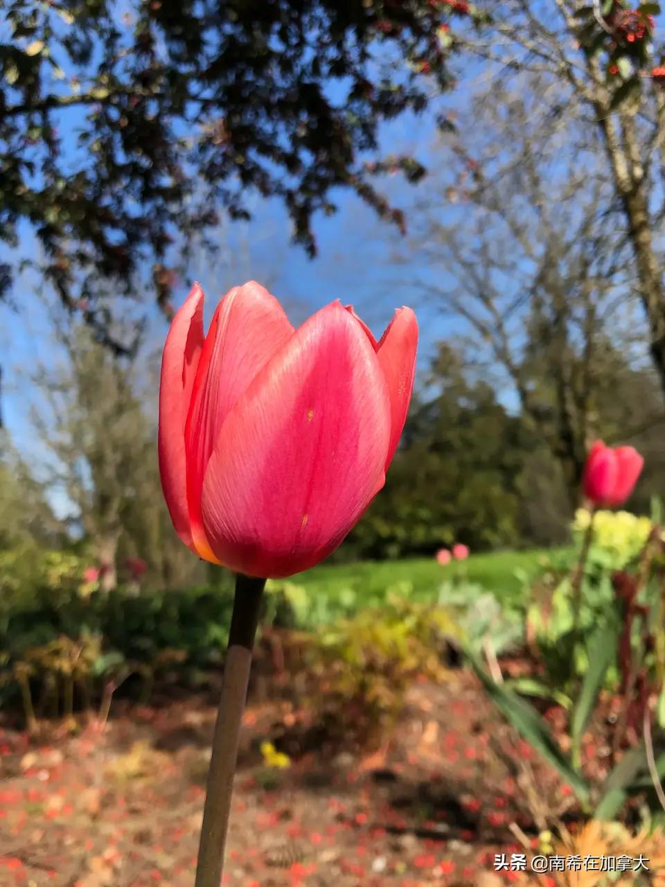 泰戈尔生如夏花（全文欣赏）