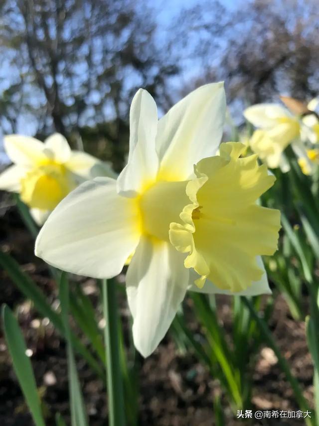 泰戈尔生如夏花（全文欣赏）