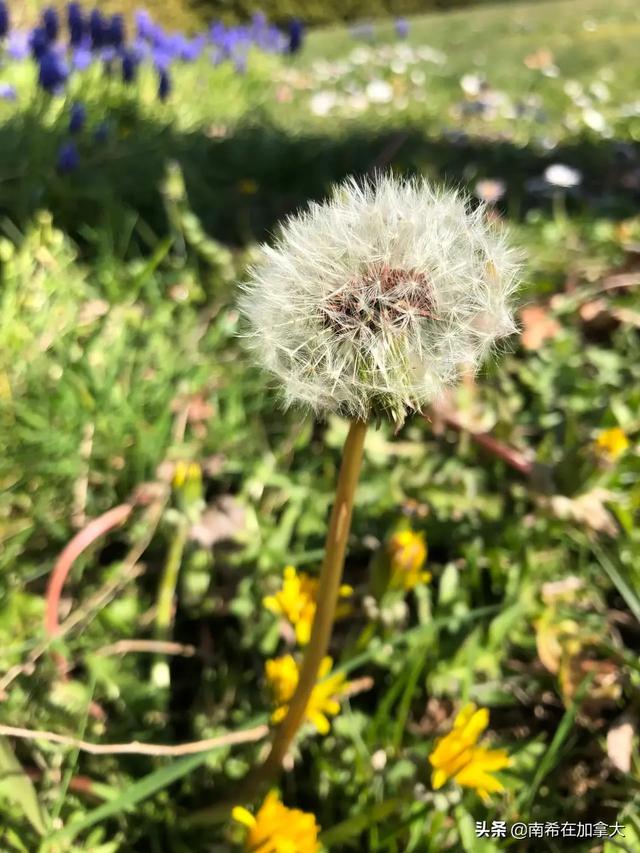 泰戈尔生如夏花（全文欣赏）