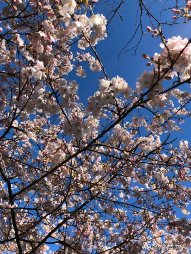 泰戈尔生如夏花（全文欣赏）