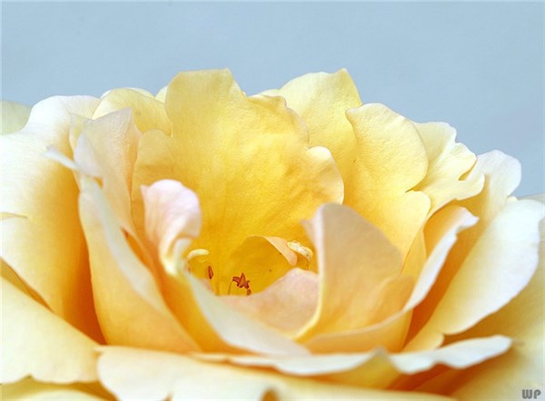 春暖花开的朋友圈句子24句，治愈你的焦虑