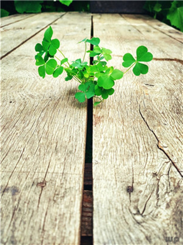 晚安心语20句，直抵人心，受益匪浅