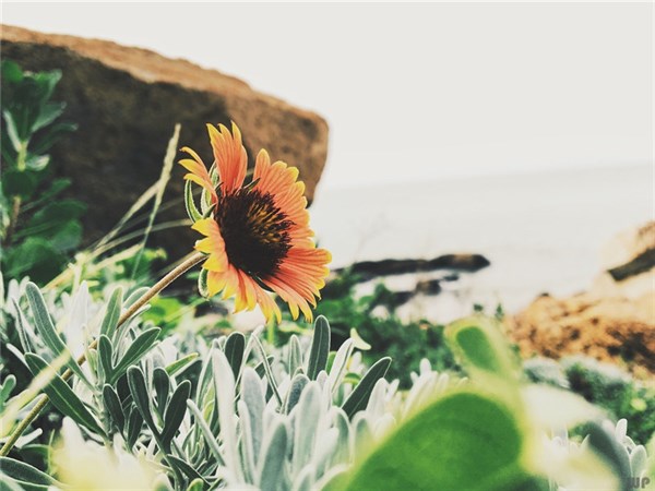 文案短句干净治愈27句，慰藉你疲惫的心