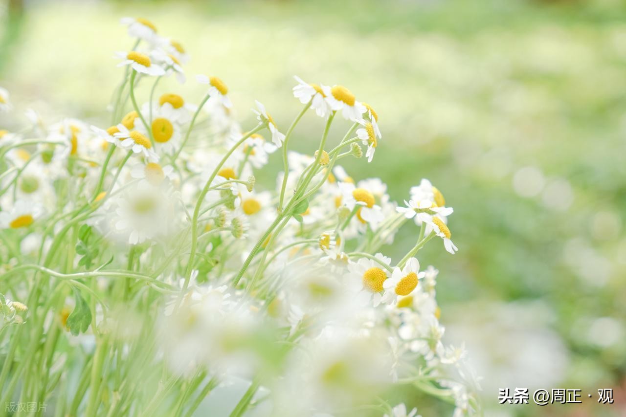 心情短句干净治愈24句，再忙也要读一遍