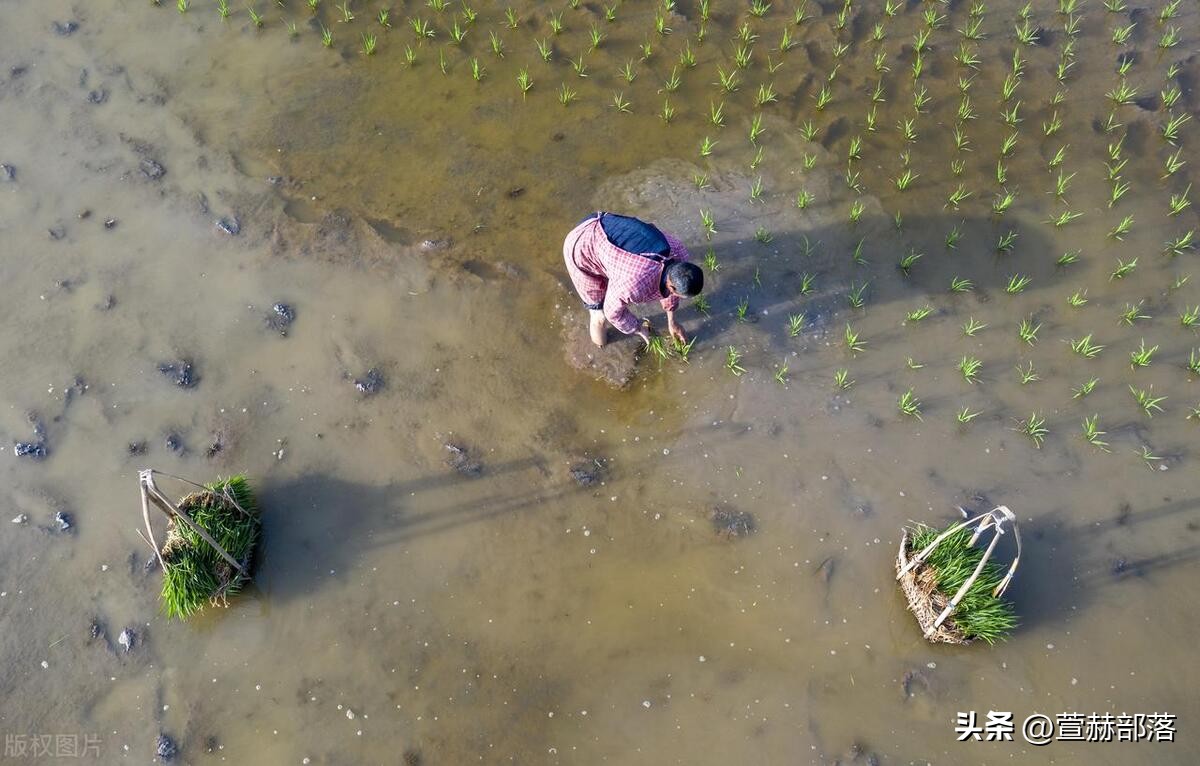 谷雨文案简短干净15句，雨生百谷夏将至